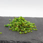 Incienso en grano aroma menta al por mayor para tiendas esotéricas y herbolarios.